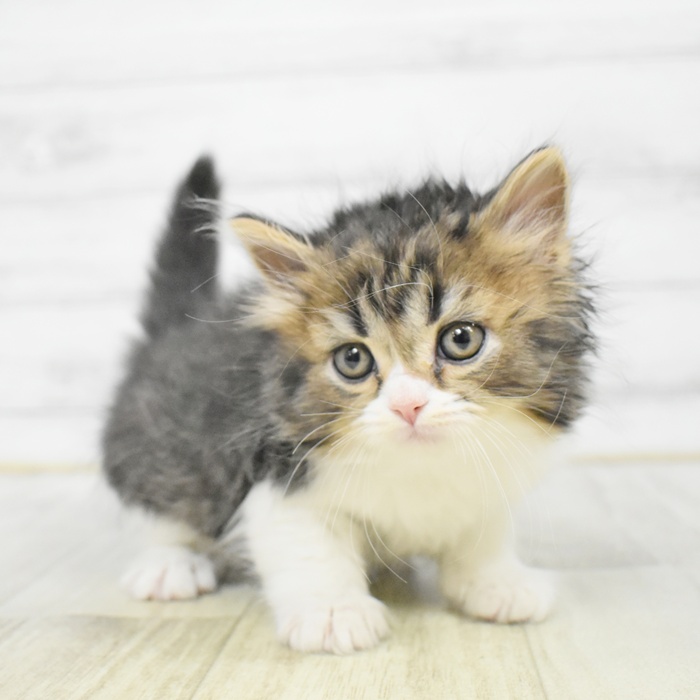 静岡県のマンチカン (犬の家＆猫の里マークイズ静岡店/2025年12月23日生まれ/男の子/ブラックタビーホワイト)の子猫の2枚目の画像