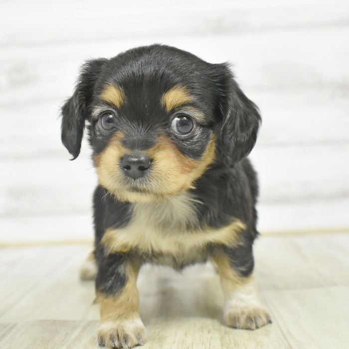 愛知県のチワックス(チワワ×ダックス) (犬の家＆猫の里岡崎店/2025年12月23日生まれ/女の子/ブラックタン)の子犬の2枚目の画像