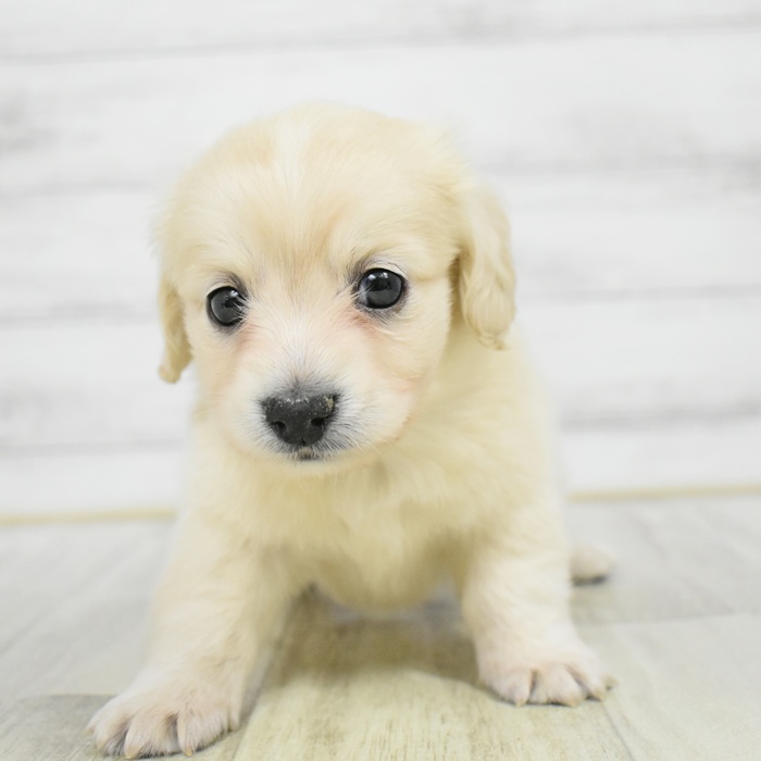 千葉県のチワックス(チワワ×ダックス) (犬の家＆猫の里ワンズモール稲毛店/2025年12月23日生まれ/男の子/イエロー)の子犬