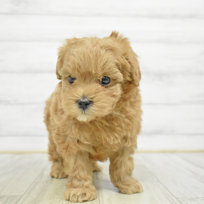 愛知県のマルプー(マルチーズ×プードル) (犬の家＆猫の里春日井本店/2025年12月22日生まれ/男の子/アプリコット)の子犬の2枚目の画像