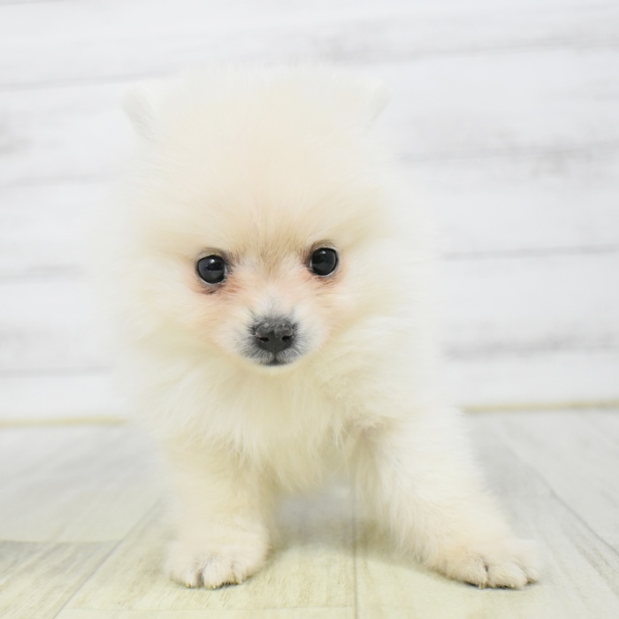 静岡県のポメラニアン (犬の家＆猫の里マークイズ静岡店/2025年12月22日生まれ/男の子/クリーム)の子犬