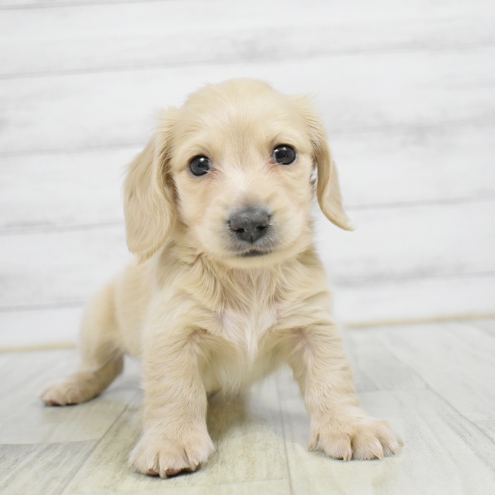 静岡県のミニチュアダックスフンド(ロング) (犬の家＆猫の里藤枝店/2025年12月17日生まれ/男の子/イエロー)の子犬