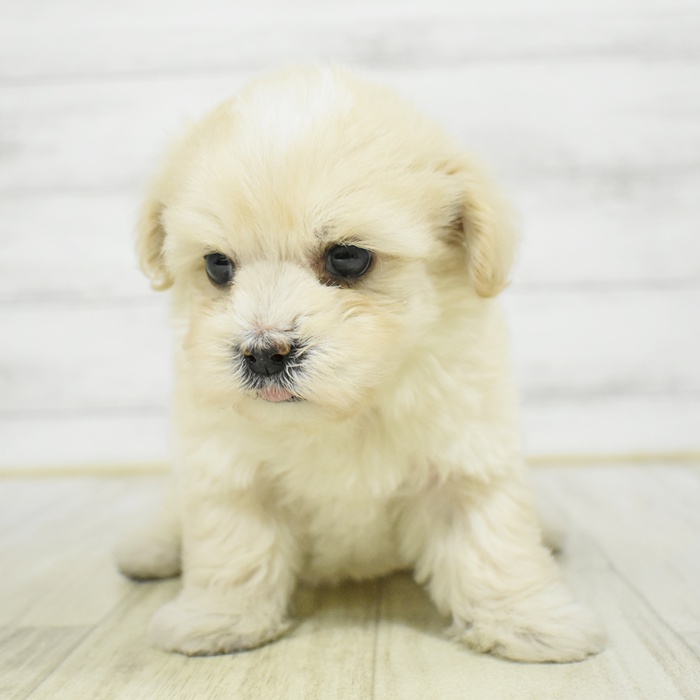 神奈川県のマルプー(マルチーズ×プードル) (犬の家＆猫の里元住吉ブレーメン通り店/2025年12月20日生まれ/男の子/クリーム)の子犬