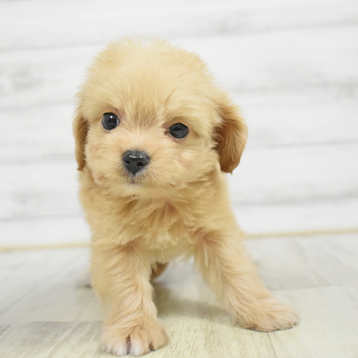 静岡県のチワプー/プーチー(チワワ×プードル) (犬の家＆猫の里プレ葉ウォーク浜北店/2025年12月23日生まれ/男の子/アプリコット)の子犬の1枚目の画像