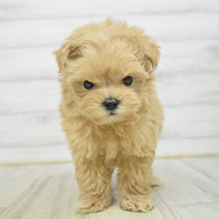 ハーフ犬男の子の写真