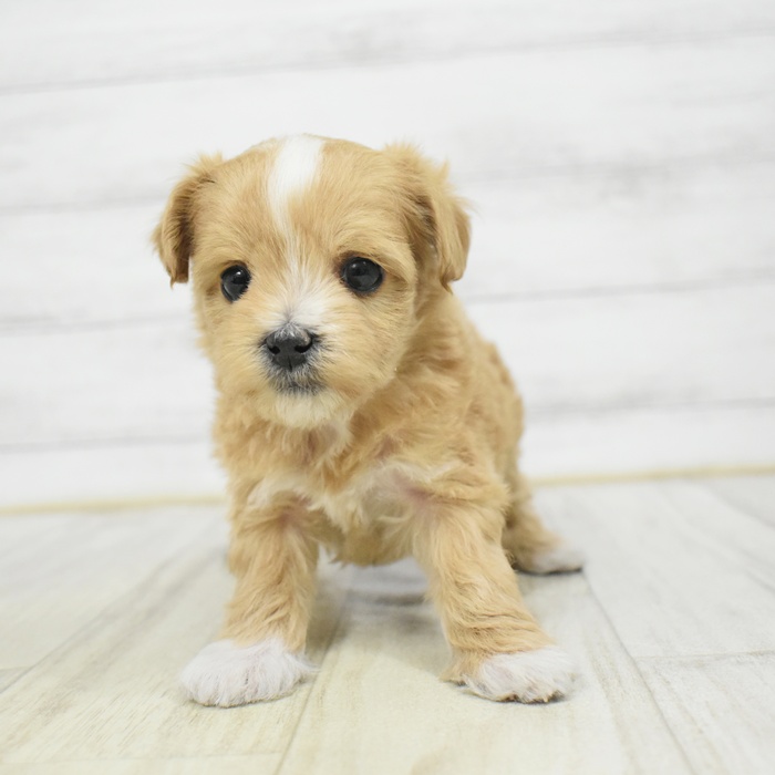 静岡県のマルプー(マルチーズ×プードル) (犬の家＆猫の里マークイズ静岡店/2025年12月23日生まれ/女の子/アプリコット)の子犬