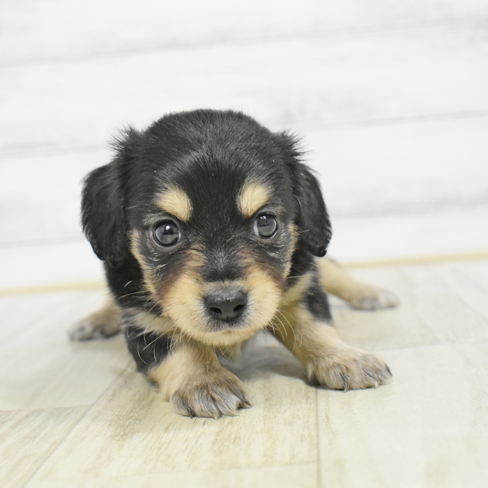 愛知県のチワックス(チワワ×ダックス) (犬の家＆猫の里春日井本店/2025年12月22日生まれ/男の子/ブラックイエロー)の子犬の2枚目の画像