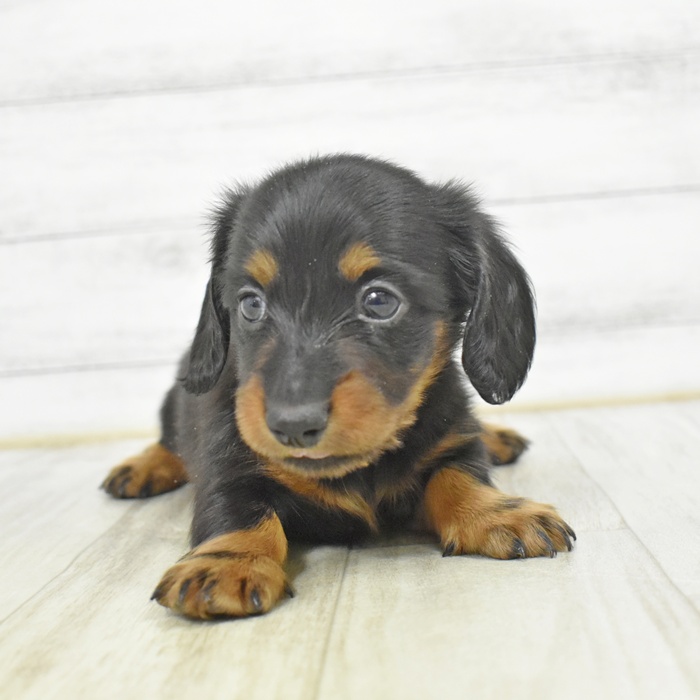 愛知県のミニチュアダックスフンド(ロング) (犬の家＆猫の里春日井本店/2025年12月22日生まれ/男の子/ブラックタン)の子犬の2枚目の画像