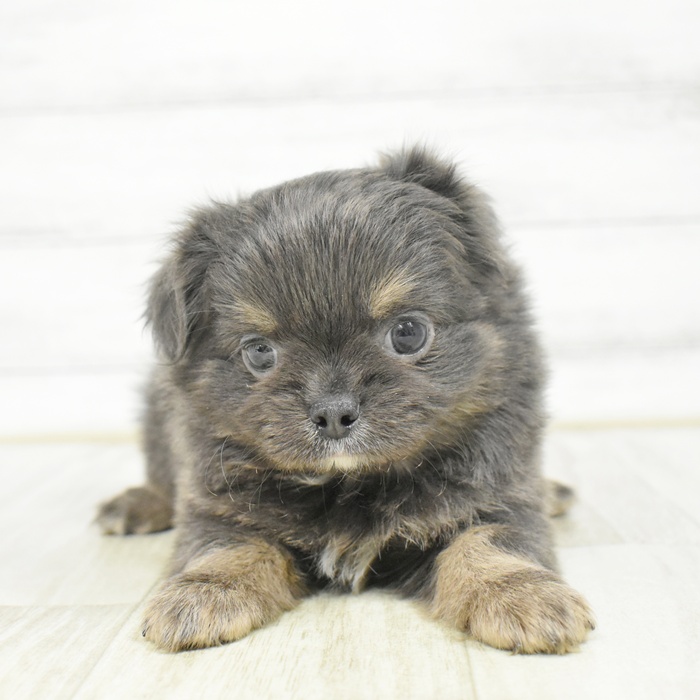 愛知県のチワワ(ロング) (犬の家＆猫の里アミーゴ神の倉店/2025年12月23日生まれ/男の子/ブルータンホワイト)の子犬
