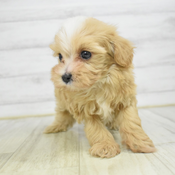 ハーフ犬男の子の写真