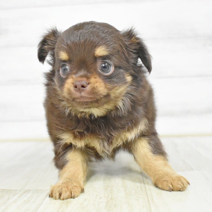 静岡県のチワワ(ロング) (犬の家＆猫の里富士店/2025年12月21日生まれ/男の子/チョコレートタンホワイト)の子犬
