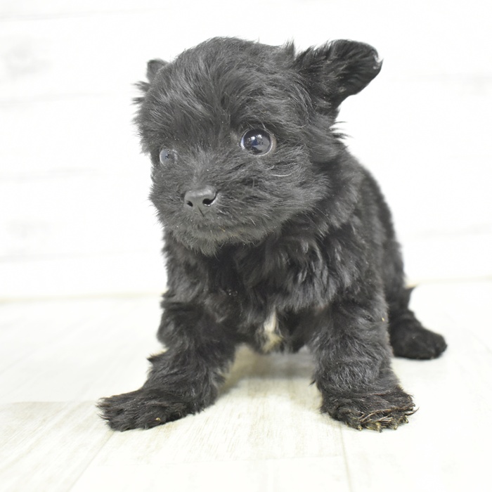 ハーフ犬女の子の写真