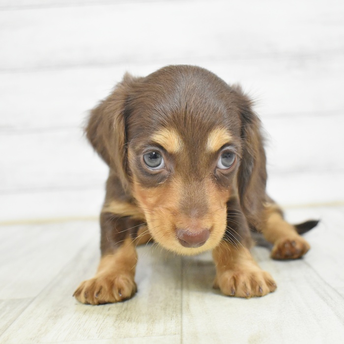 愛知県のミニチュアダックスフンド(ロング) (犬の家＆猫の里碧南店/2025年12月19日生まれ/女の子/チョコレートタン)の子犬