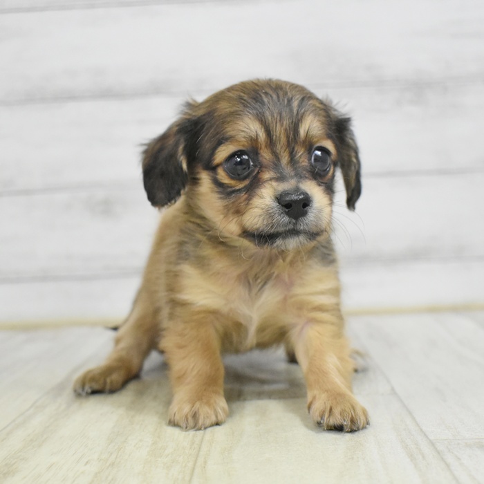 長野県のチワックス(チワワ×ダックス) (犬の家＆猫の里長野店/2025年12月21日生まれ/女の子/フォーン)の子犬