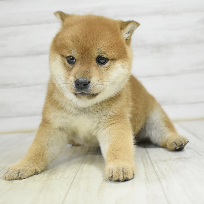 柴犬女の子の写真
