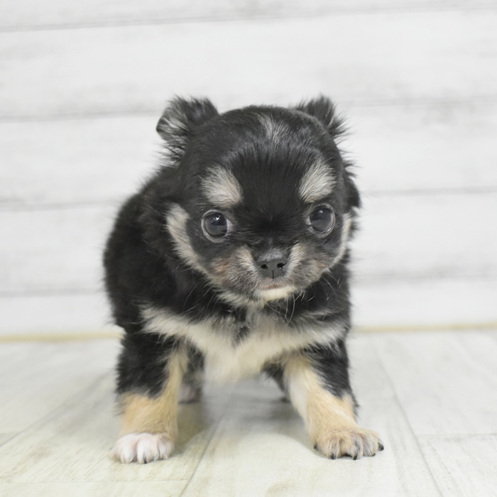 神奈川県のチワワ(ロング) (犬の家＆猫の里相模原店/2025年12月21日生まれ/女の子/ブラックタンホワイト)の子犬の2枚目の画像