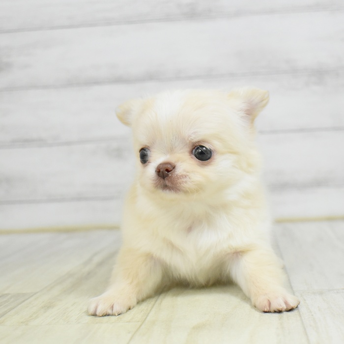 愛知県のチワワ(ロング) (犬の家＆猫の里岡崎店/2025年12月21日生まれ/女の子/クリームホワイト)の子犬