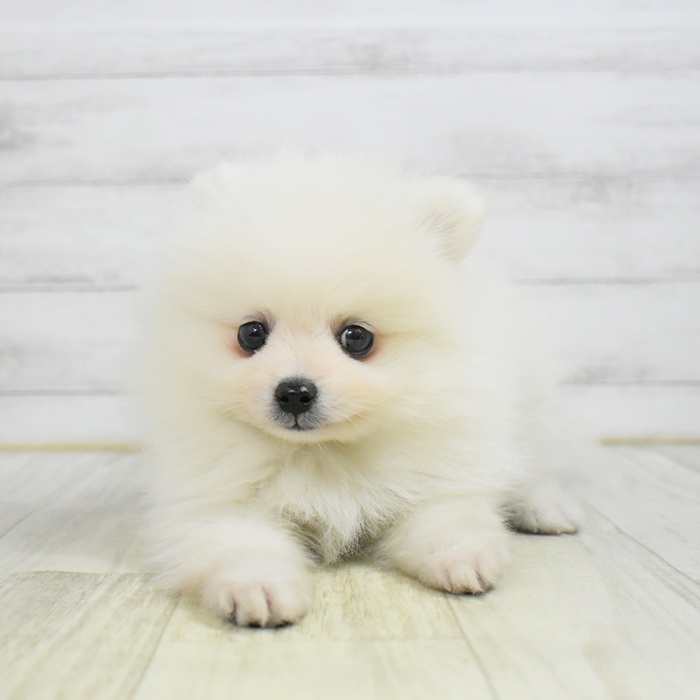 愛知県のポメラニアン (犬の家＆猫の里MiO香久山店/2025年12月19日生まれ/男の子/クリーム)の子犬