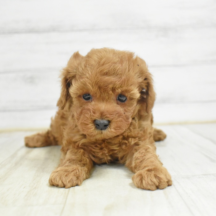 トイプードル男の子の写真