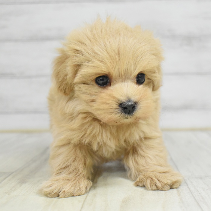 神奈川県のマルプー(マルチーズ×プードル) (犬の家＆猫の里相模原店/2025年12月22日生まれ/男の子/アプリコット)の子犬