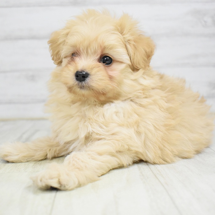 愛知県のポメプー(ポメラニアン×プードル) (犬の家＆猫の里豊川インター店/2025年12月20日生まれ/男の子/クリームホワイト)の子犬