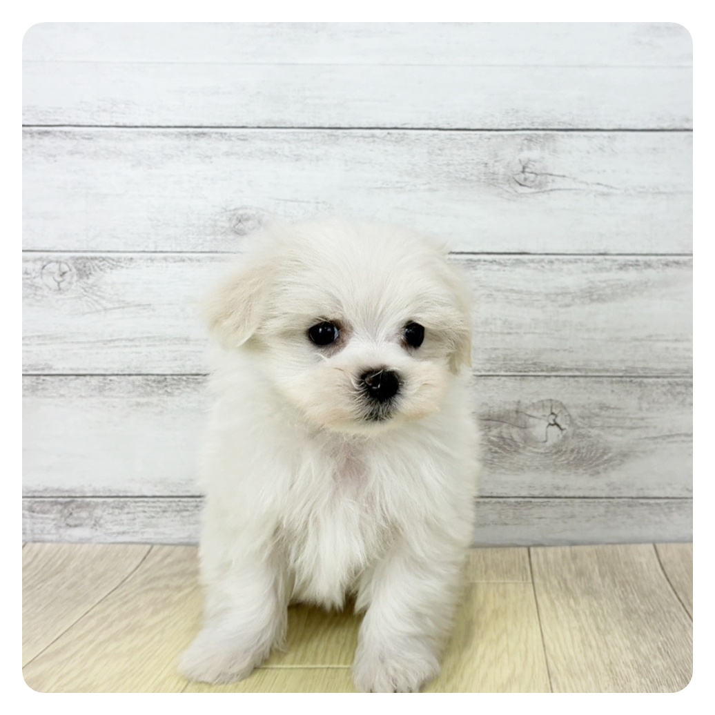 愛知県のマルチーズ (犬の家＆猫の里アミーゴ神の倉店/2025年12月23日生まれ/男の子/ホワイト)の子犬の2枚目の画像