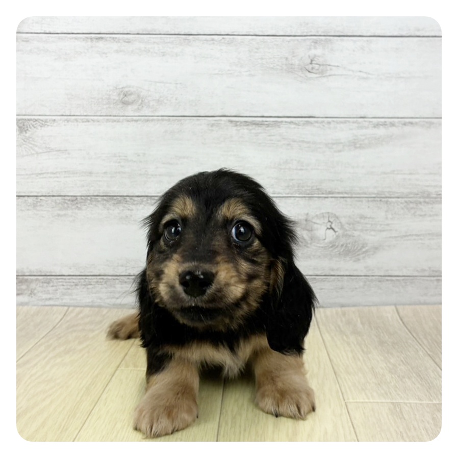 2025年12月23日生まれのミニチュアダックスフンド(ロング)