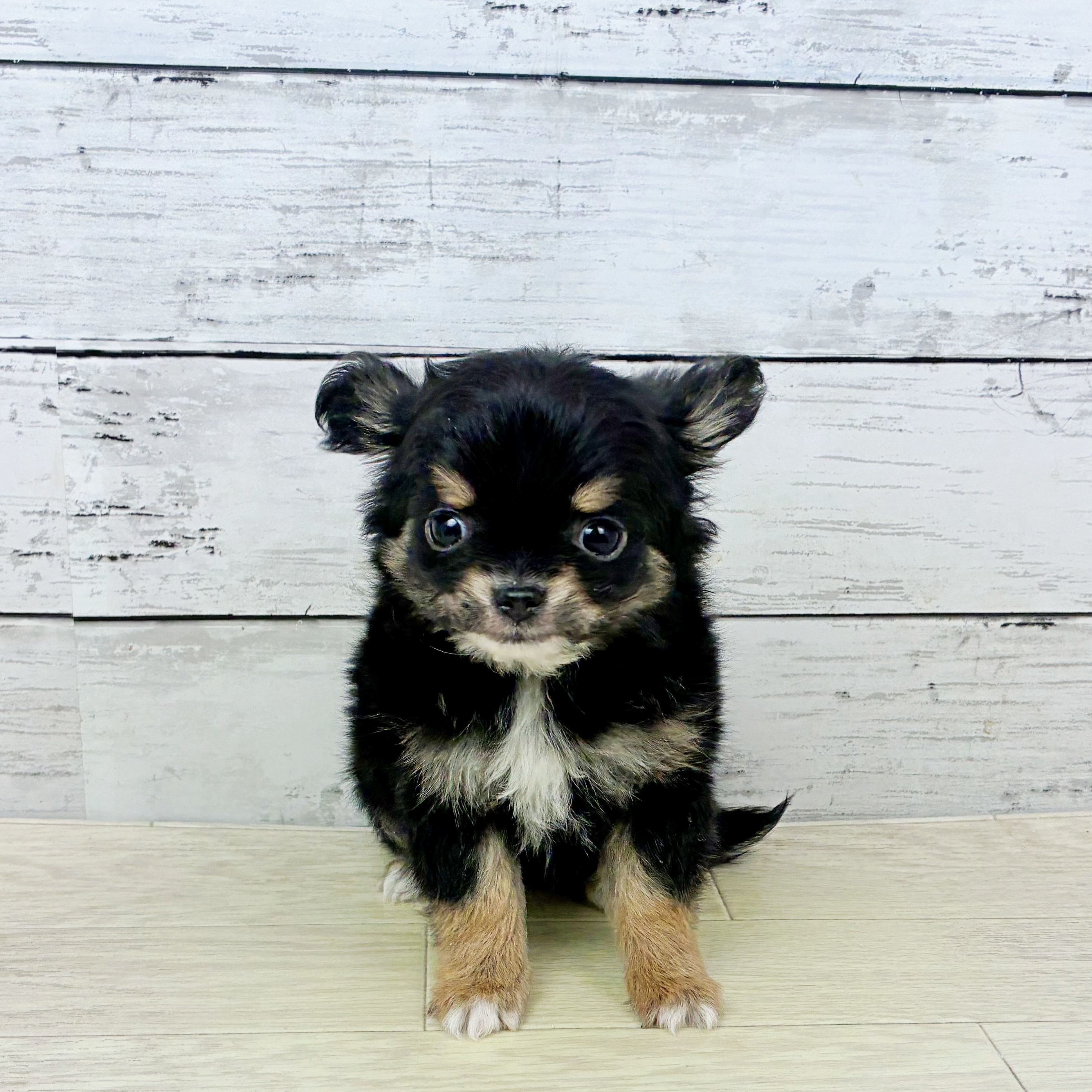 滋賀県のチワワ(ロング) (犬の家＆猫の里長浜店/2025年12月25日生まれ/女の子/ブラックタン)の子犬