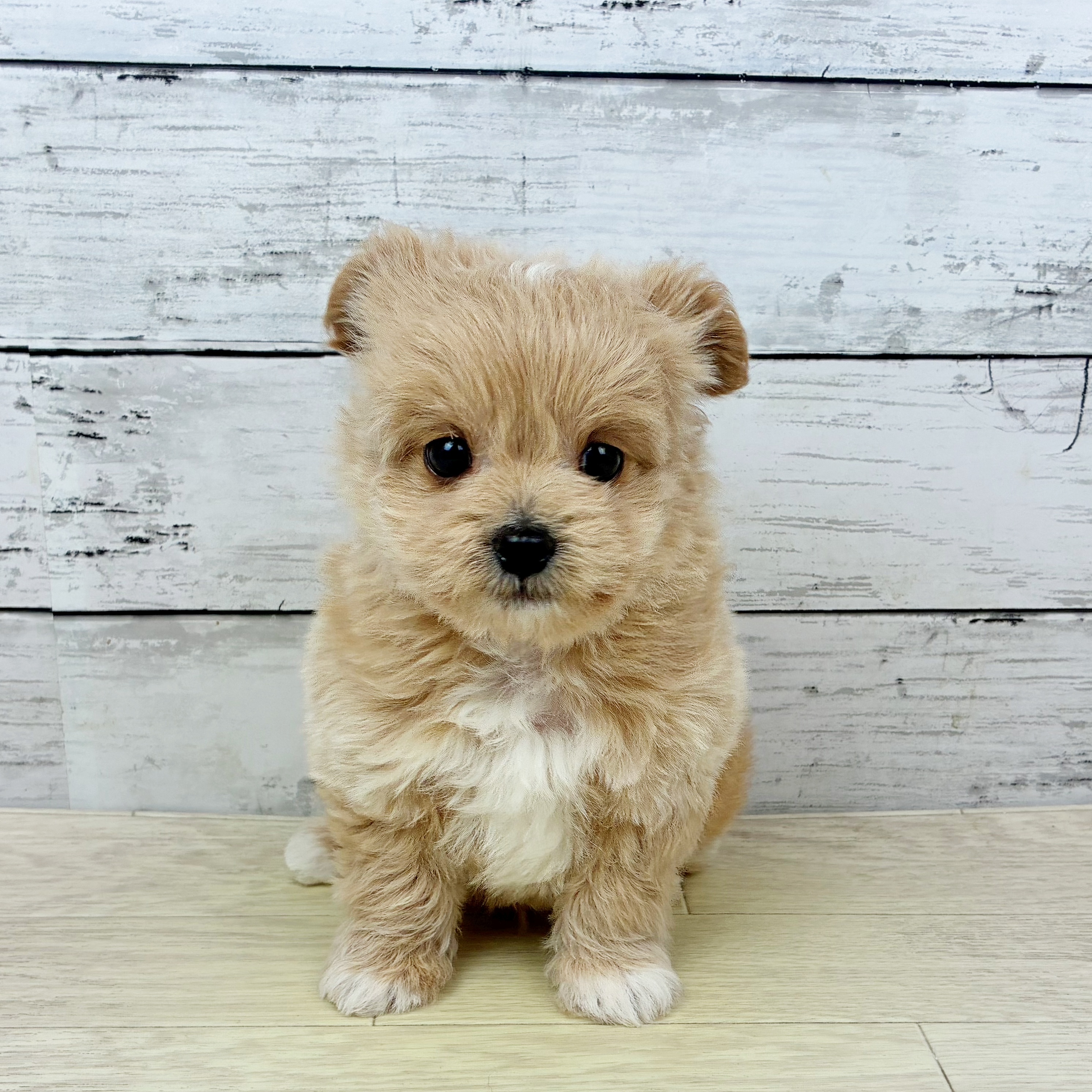 滋賀県のチワプー/プーチー(チワワ×プードル) (犬の家＆猫の里近江八幡店/2025年12月24日生まれ/男の子/クリーム)の子犬の2枚目の画像