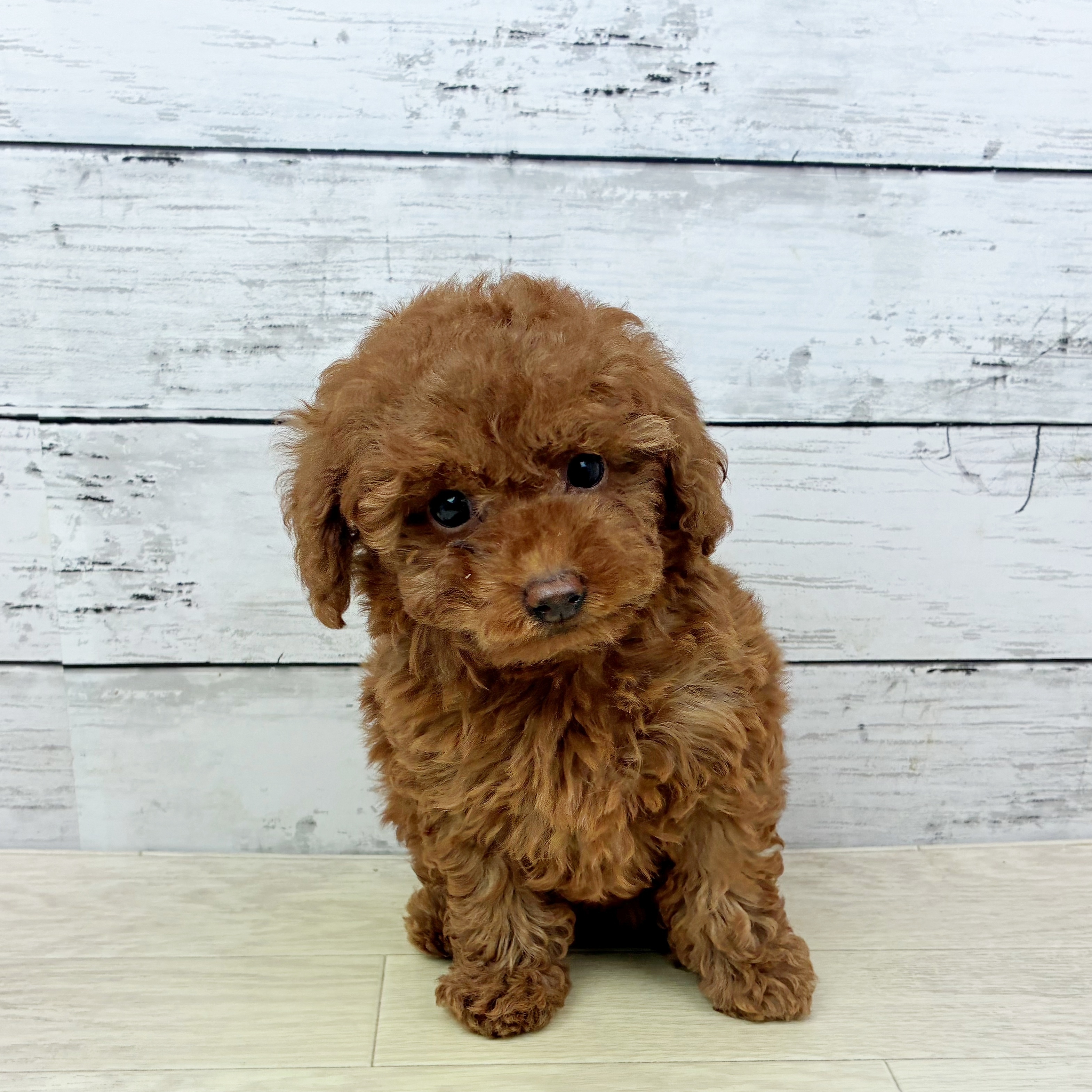 大阪府のトイプードル(トイ) (犬の家＆猫の里そよら東岸和田店/2025年12月24日生まれ/女の子/レッドフォーン)の子犬