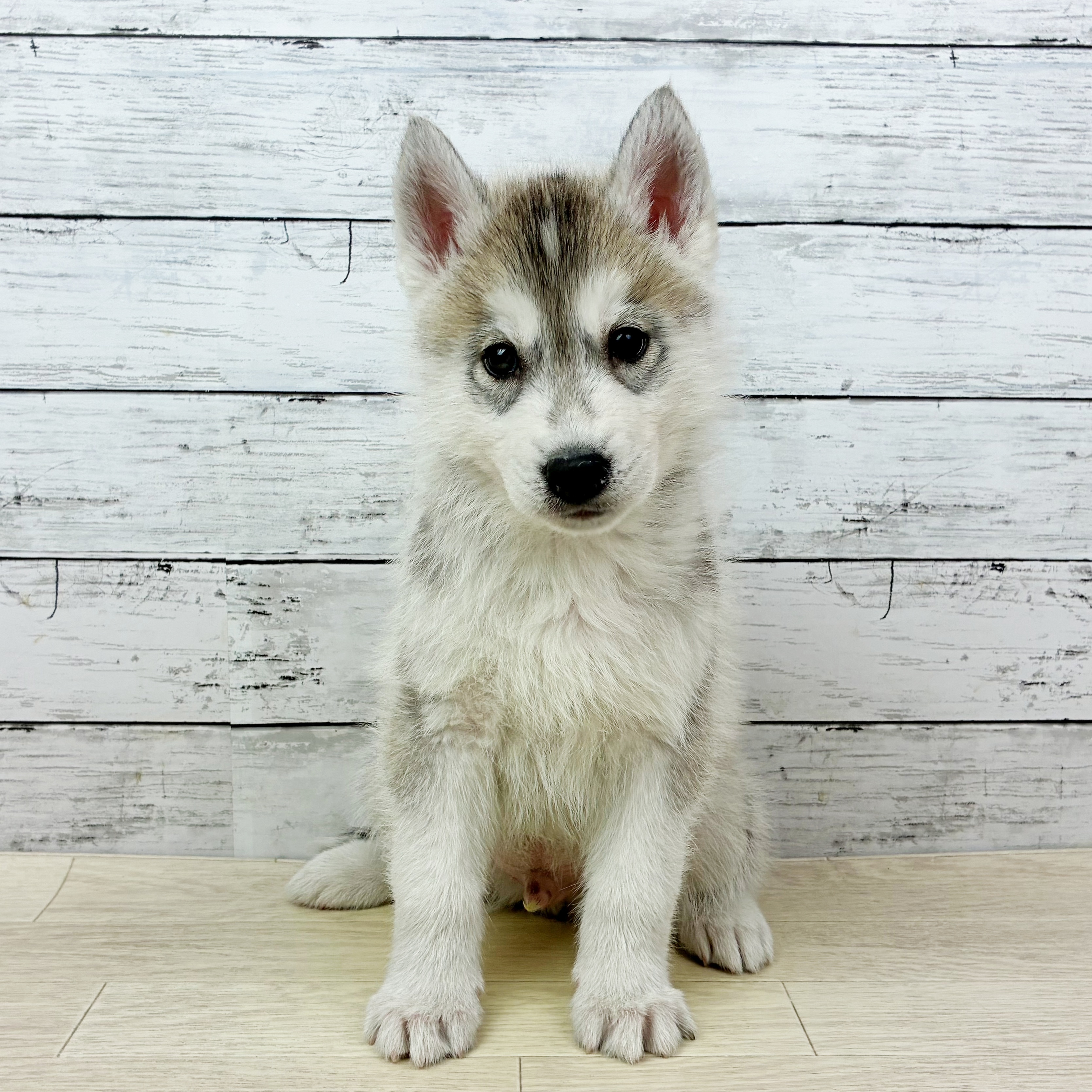 大阪府のシベリアンハスキー (犬の家＆猫の里そよら東岸和田店/2025年12月24日生まれ/男の子/シルバーホワイト)の子犬
