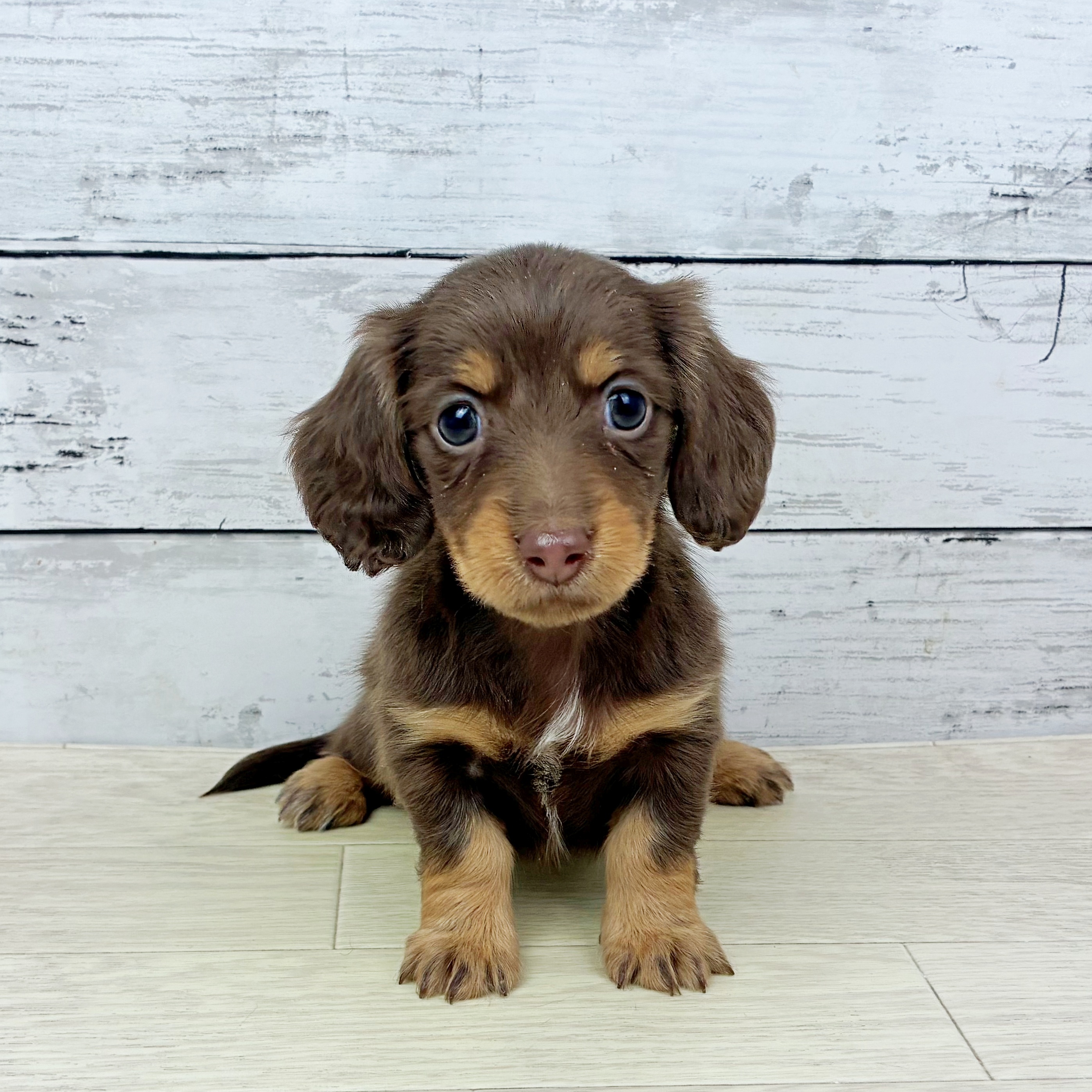 滋賀県のミニチュアダックスフンド(ロング) (犬の家＆猫の里近江八幡店/2025年12月22日生まれ/女の子/ブラウンタン)の子犬