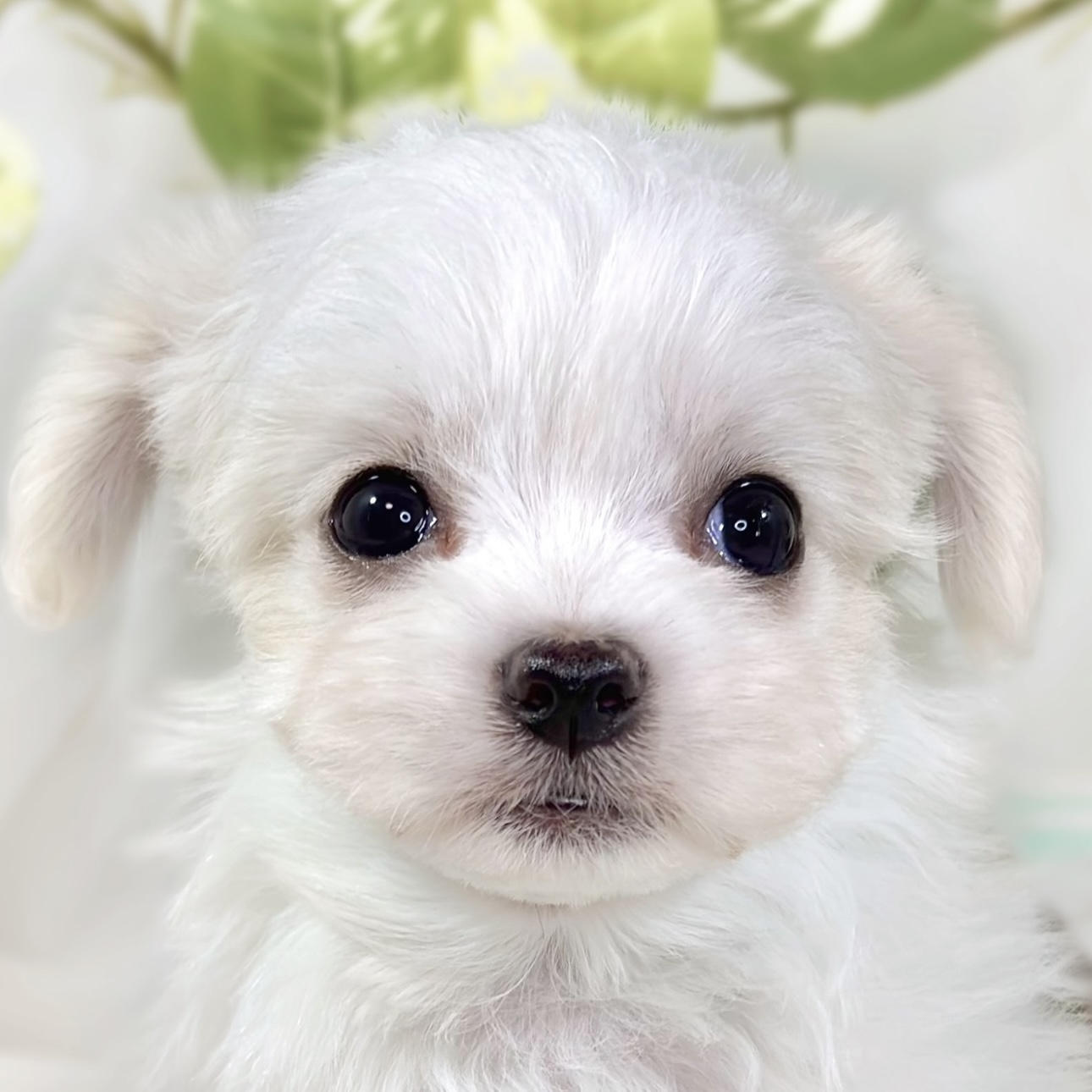 愛知県のチワマル/マルチワ(チワワ×マルチーズ) (犬の家＆猫の里春日井本店/2025年12月23日生まれ/女の子/ホワイトクリーム)の子犬