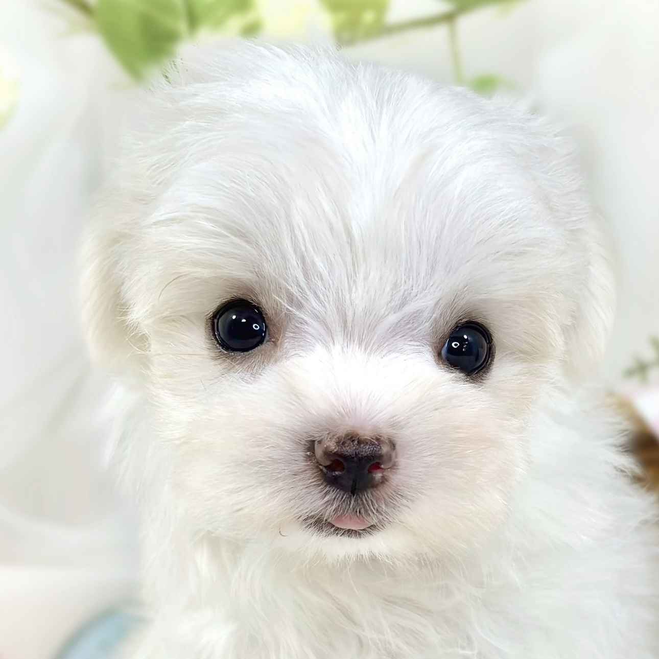 静岡県のチワマル/マルチワ(チワワ×マルチーズ) (犬の家＆猫の里富士店/2025年12月23日生まれ/女の子/ホワイトクリーム)の子犬