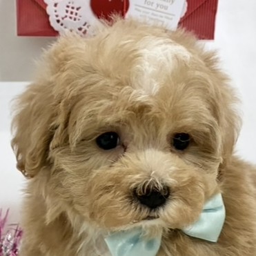 大阪府のマルプー(マルチーズ×プードル) (犬の家＆猫の里そよら東岸和田店/2025年12月23日生まれ/男の子/アプリコットホワイト)の子犬