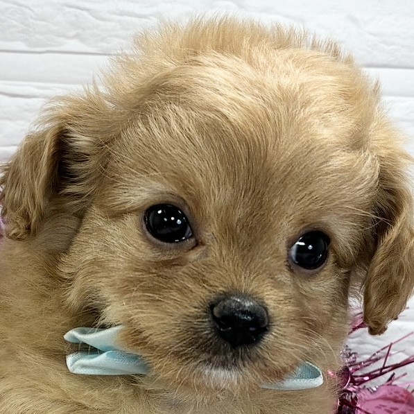 愛知県のチワプー/プーチー(チワワ×プードル) (犬の家＆猫の里春日井本店/2025年12月25日生まれ/女の子/アプリコット)の子犬