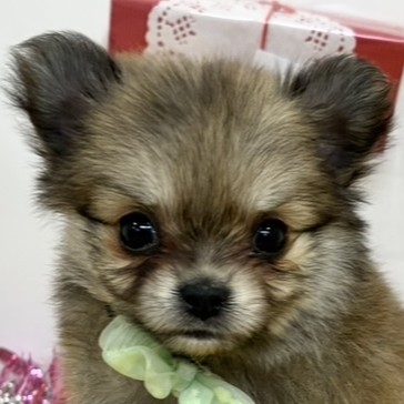 愛知県のポメチワ/チワポメ/ポメチー(ポメラニアン×チワワ) (犬の家＆猫の里豊田店/2025年12月28日生まれ/女の子/フォーン)の子犬