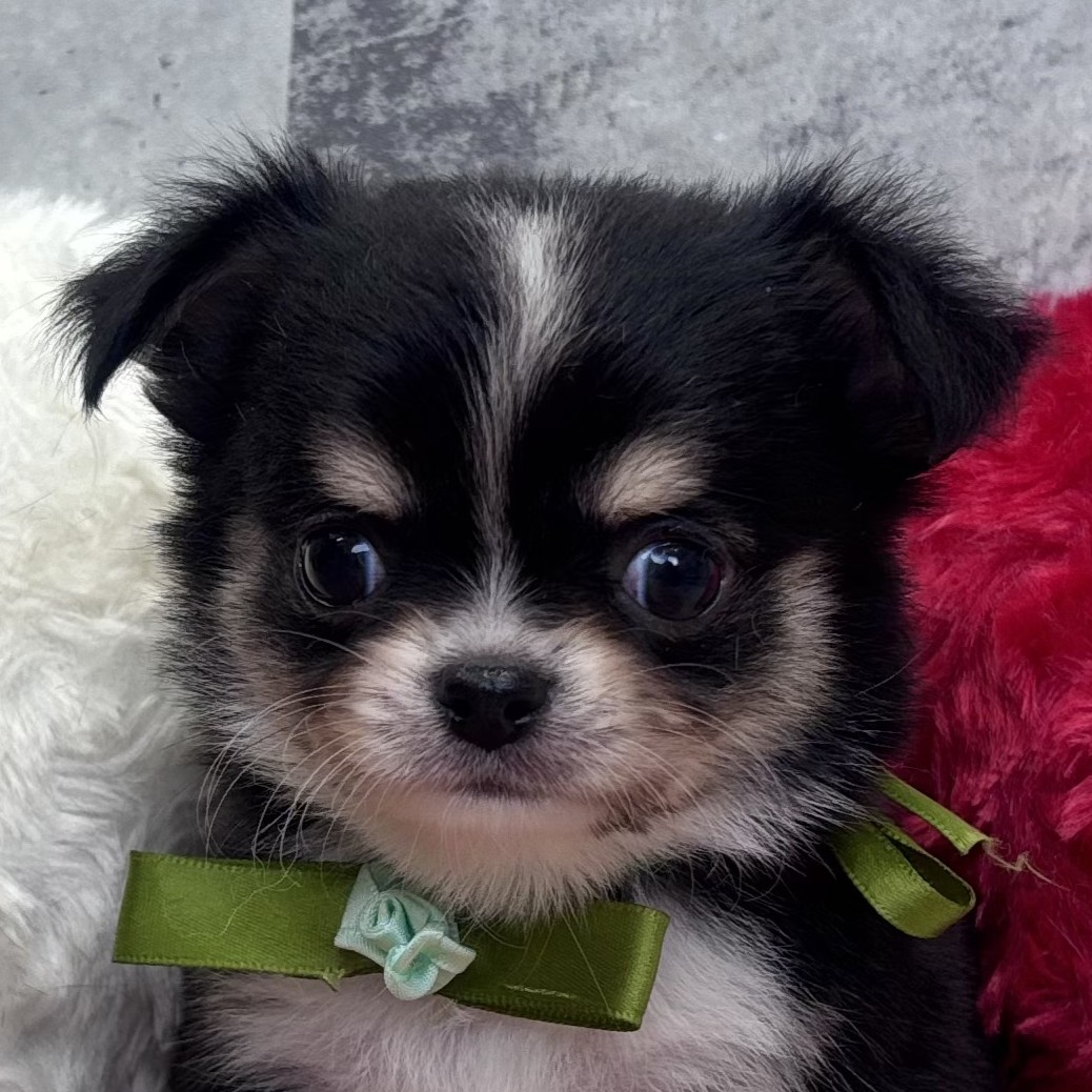 愛知県のチワワ(ロング) (犬の家＆猫の里春日井本店/2025年12月26日生まれ/男の子/ブラックホワイトクリーム)の子犬