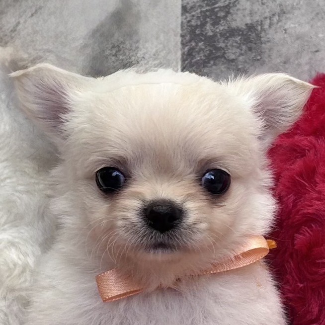 愛知県のチワワ(ロング) (犬の家＆猫の里春日井本店/2025年12月26日生まれ/男の子/クリームホワイト)の子犬