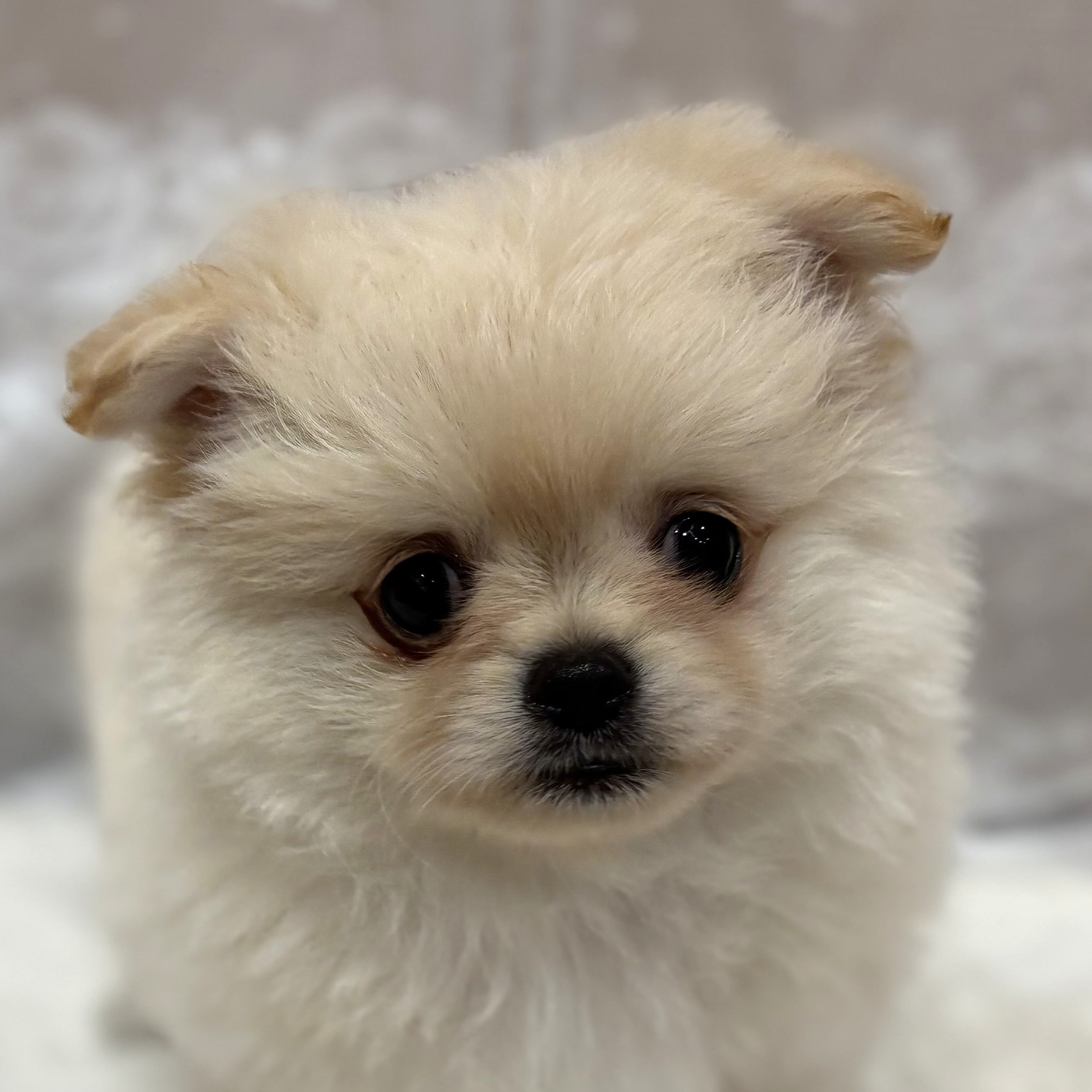 愛知県のポメチワ/チワポメ/ポメチー(ポメラニアン×チワワ) (犬の家＆猫の里愛知刈谷店/2025年12月28日生まれ/女の子/クリーム)の子犬