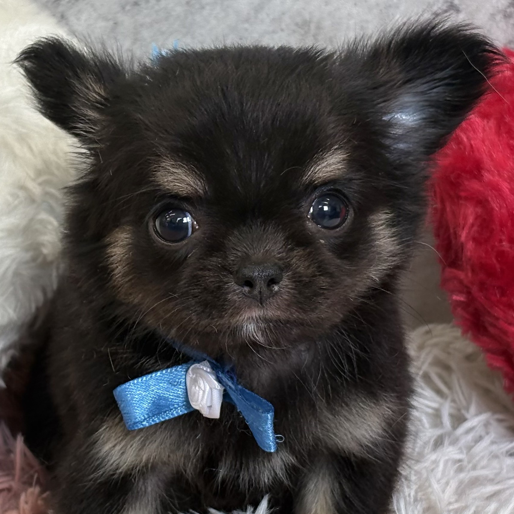 愛知県のチワワ(ロング) (犬の家＆猫の里春日井本店/2025年12月28日生まれ/女の子/ブラックタン)の子犬