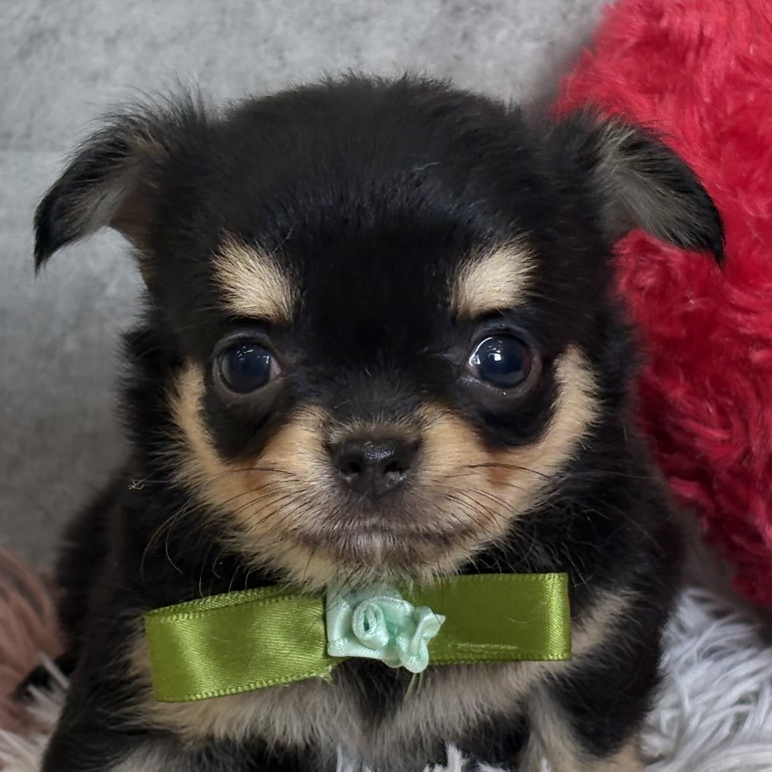 愛知県のチワワ(ロング) (犬の家＆猫の里春日井本店/2025年12月28日生まれ/女の子/ブラックタン)の子犬