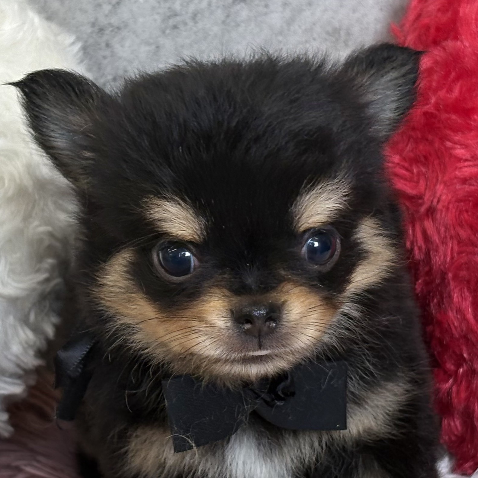 愛知県のチワワ(ロング) (犬の家＆猫の里岡崎店/2025年12月28日生まれ/男の子/ブラックタン)の子犬