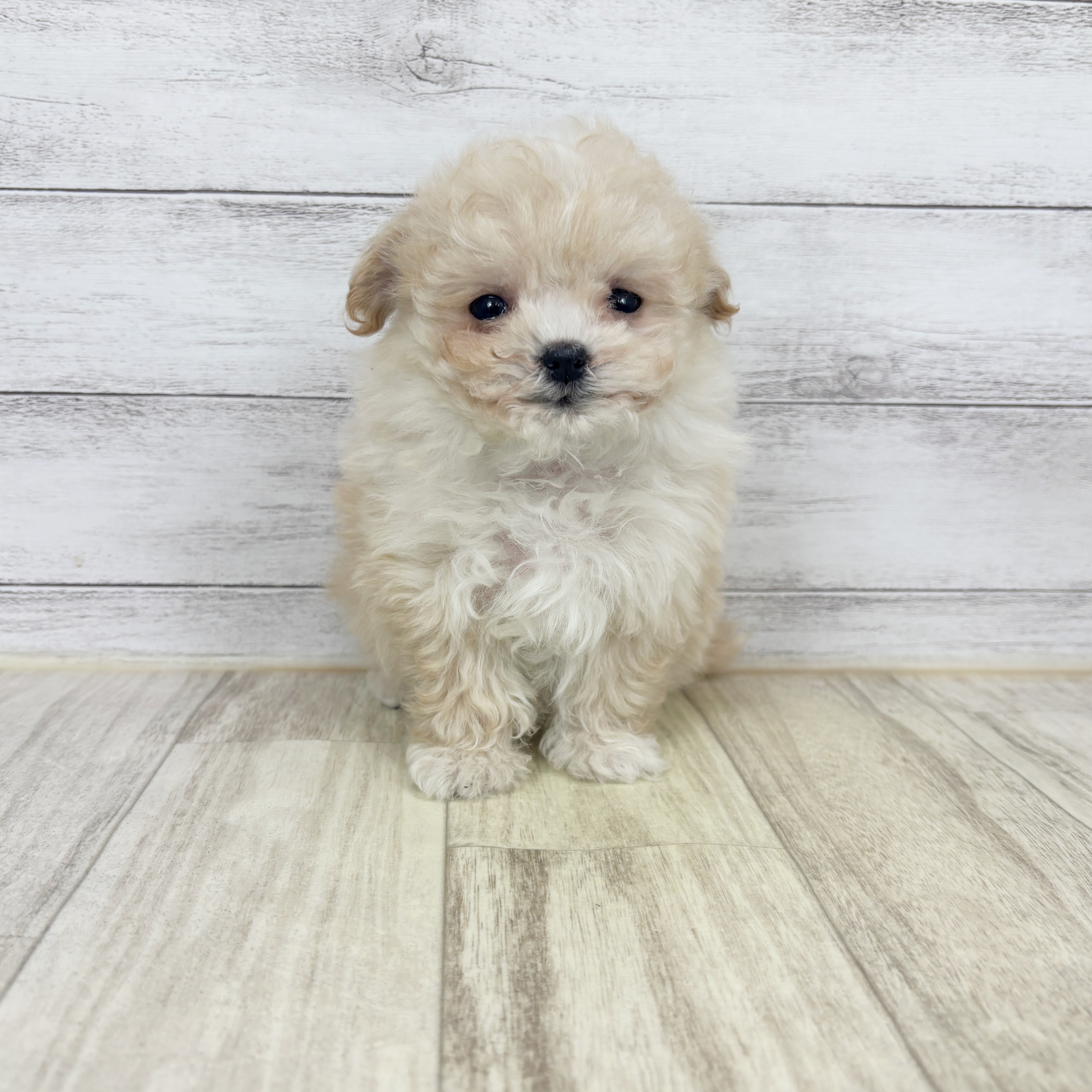 岡山県のマルプー(マルチーズ×プードル) (犬の家＆猫の里倉敷店/2025年12月26日生まれ/女の子/クリーム)の子犬の2枚目の画像