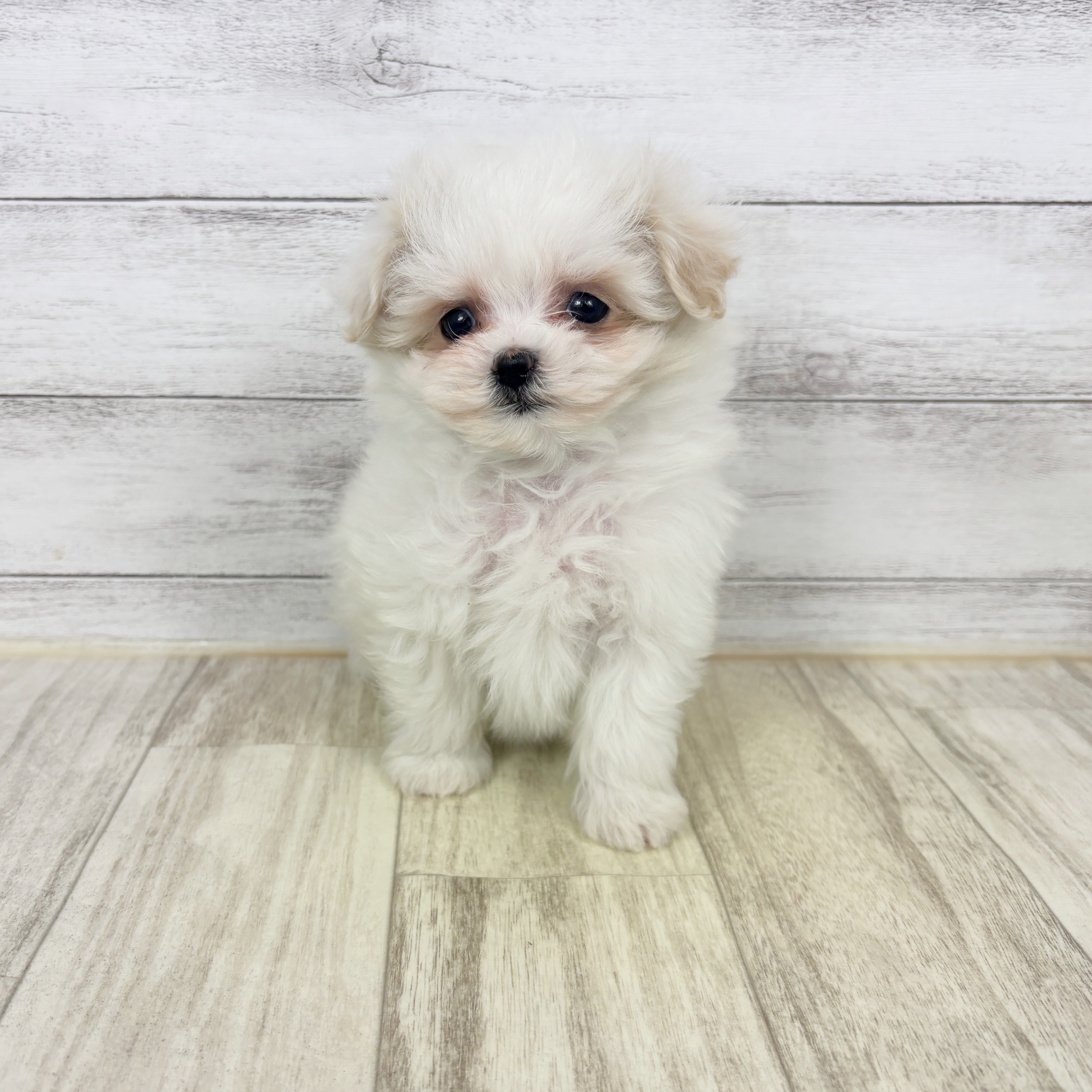 大阪府のマルプー(マルチーズ×プードル) (犬の家＆猫の里そよら東岸和田店/2025年12月26日生まれ/女の子/ホワイト)の子犬