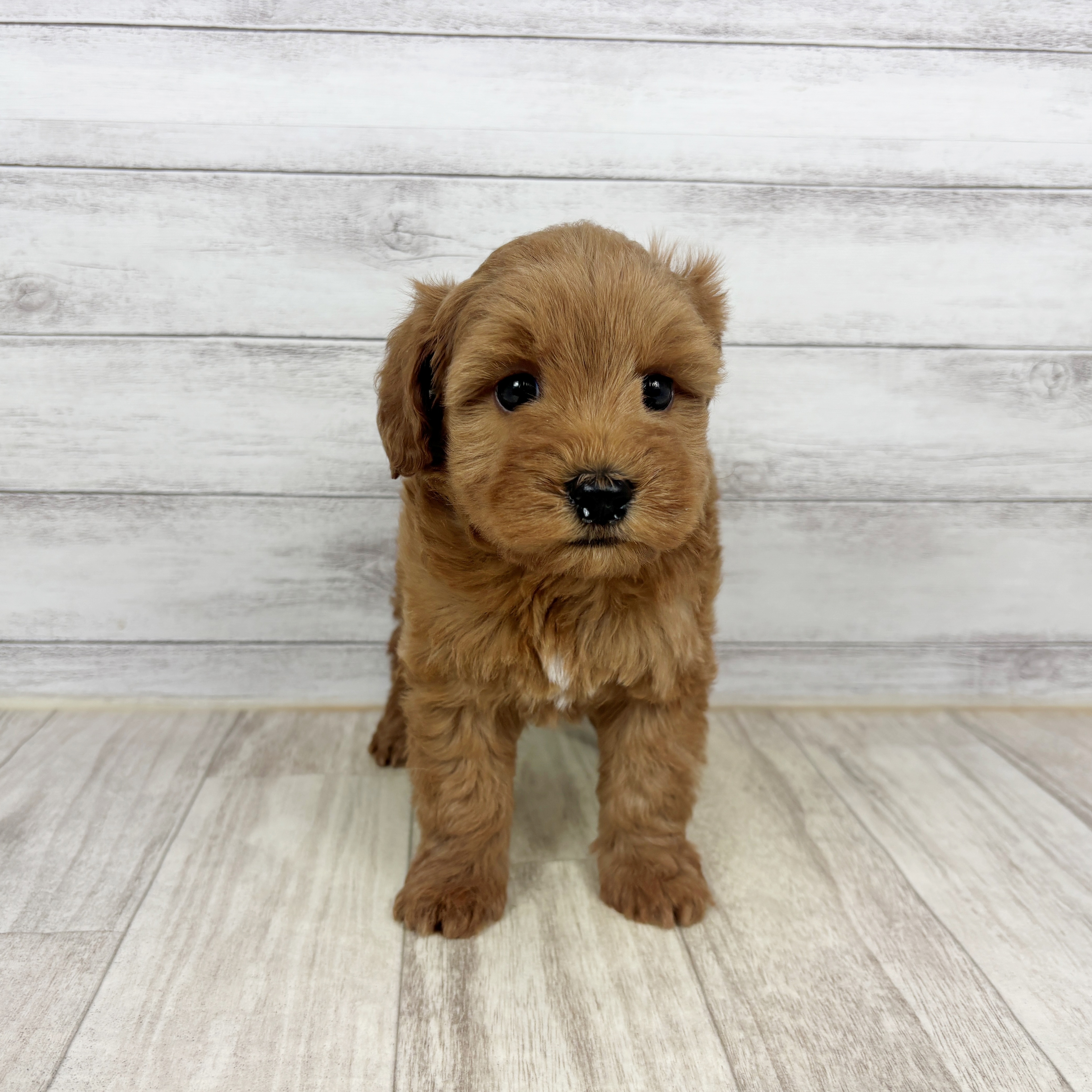 大阪府のシュナプー(シュナウザー×プードル) (犬の家＆猫の里そよら東岸和田店/2025年12月23日生まれ/男の子/レッド)の子犬