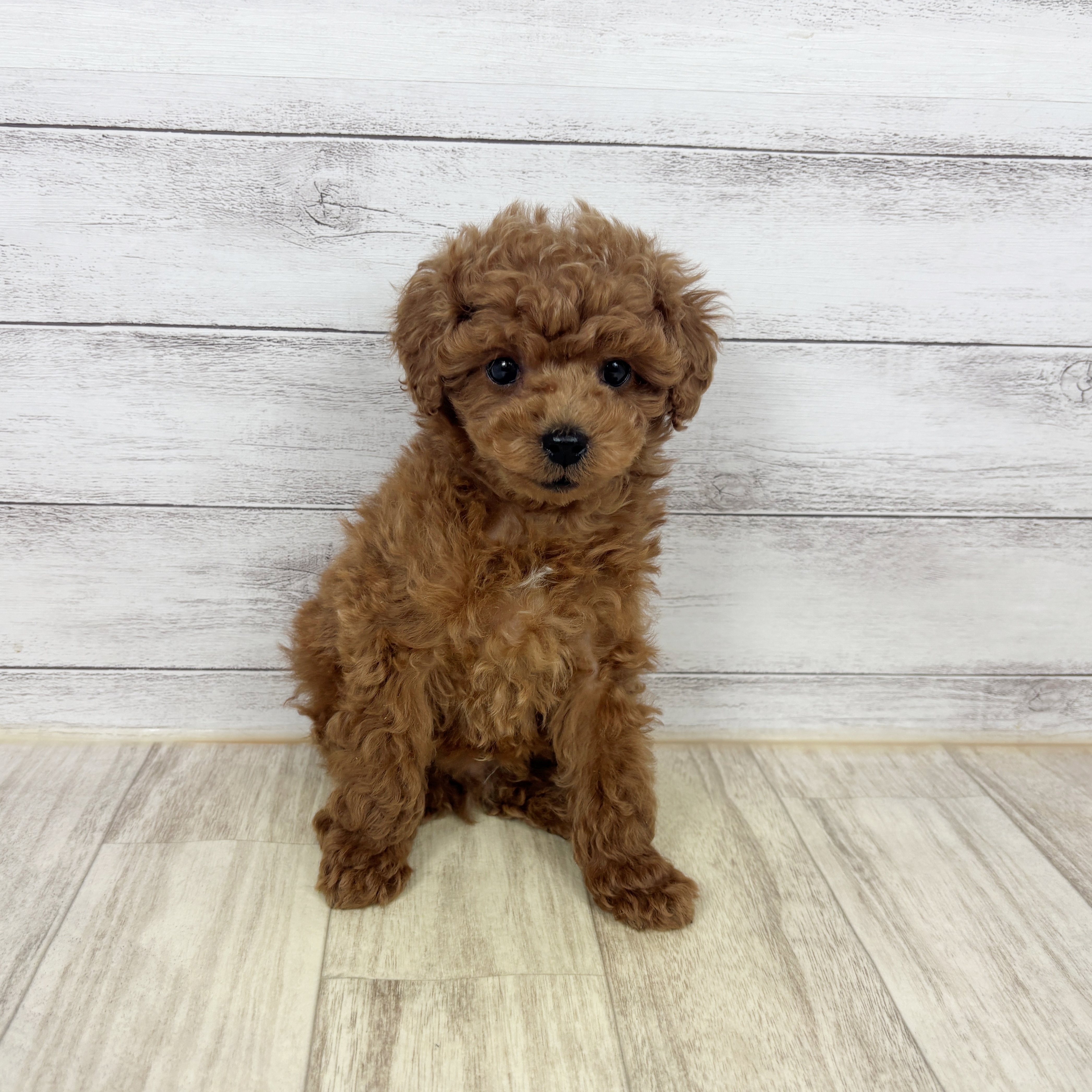 愛知県のトイプードル(トイ) (犬の家＆猫の里春日井本店/2025年12月28日生まれ/男の子/レッドフォーン)の子犬