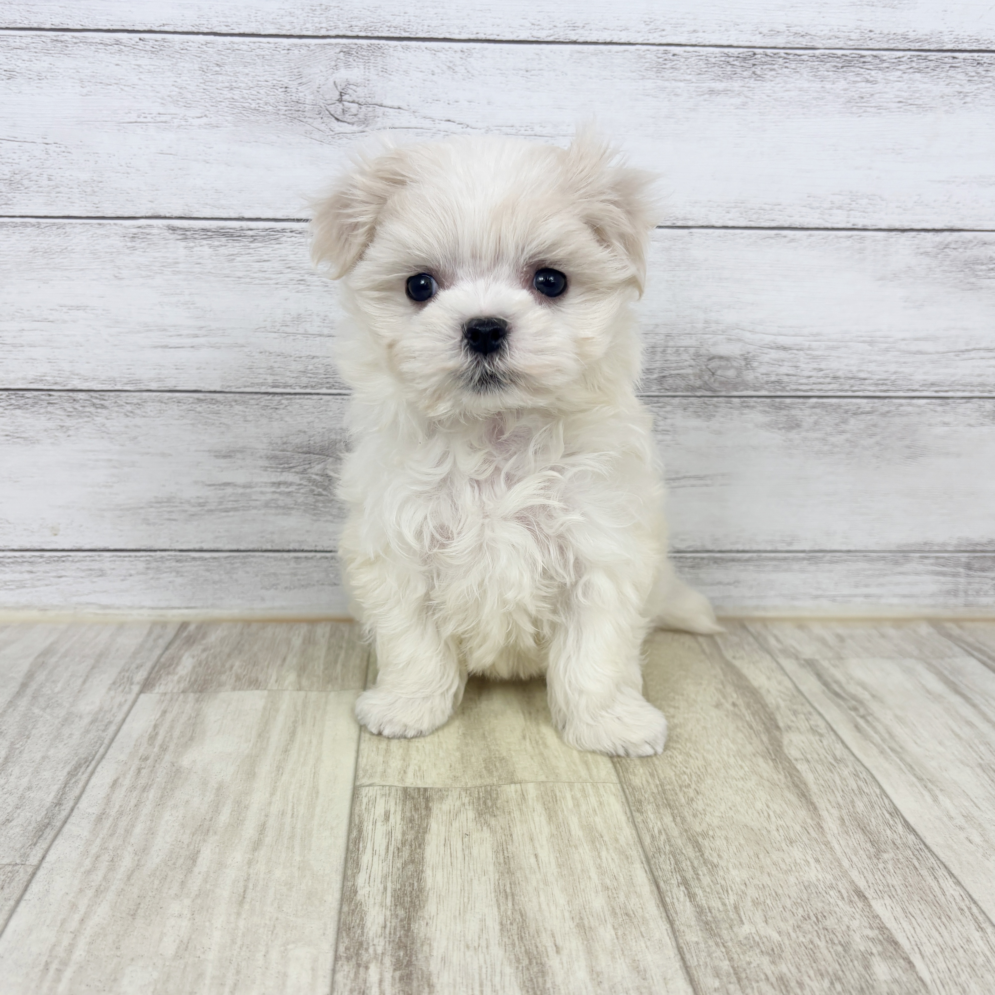 マルチーズ女の子の写真