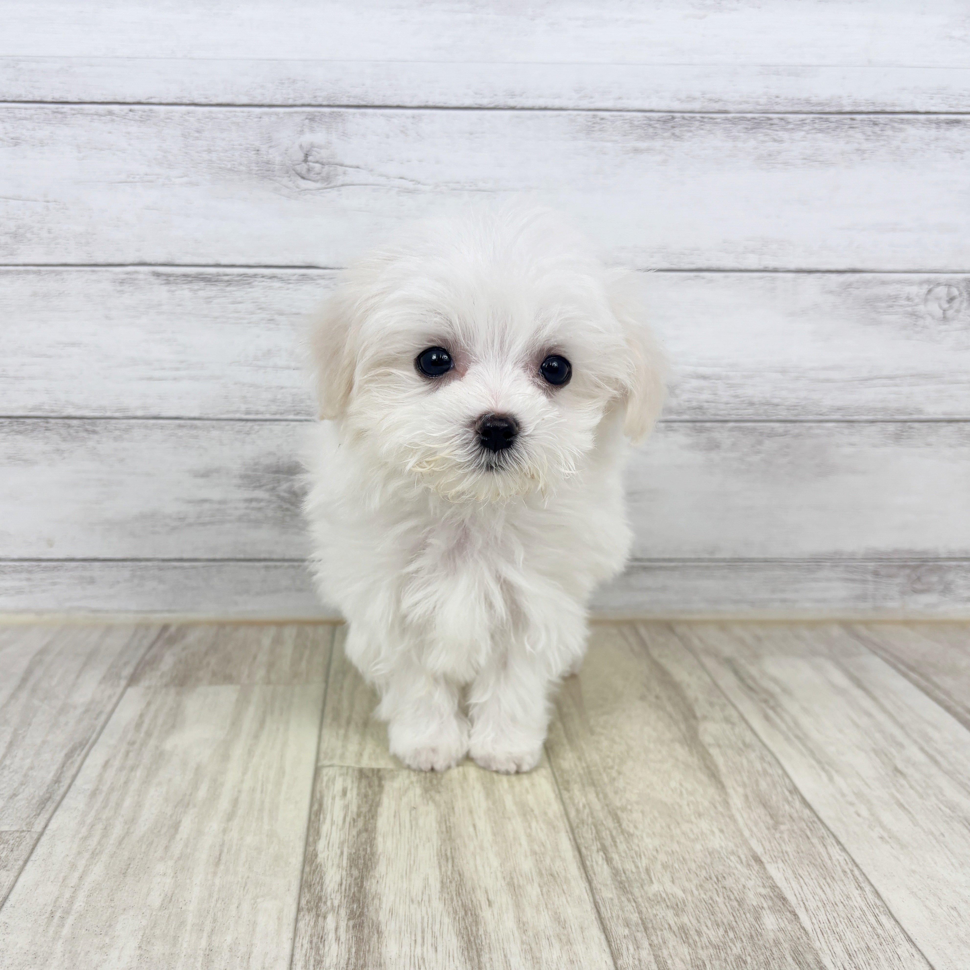 京都府のマルチーズ (犬の家＆猫の里京都樟葉店/2025年12月27日生まれ/女の子/ホワイト)の子犬