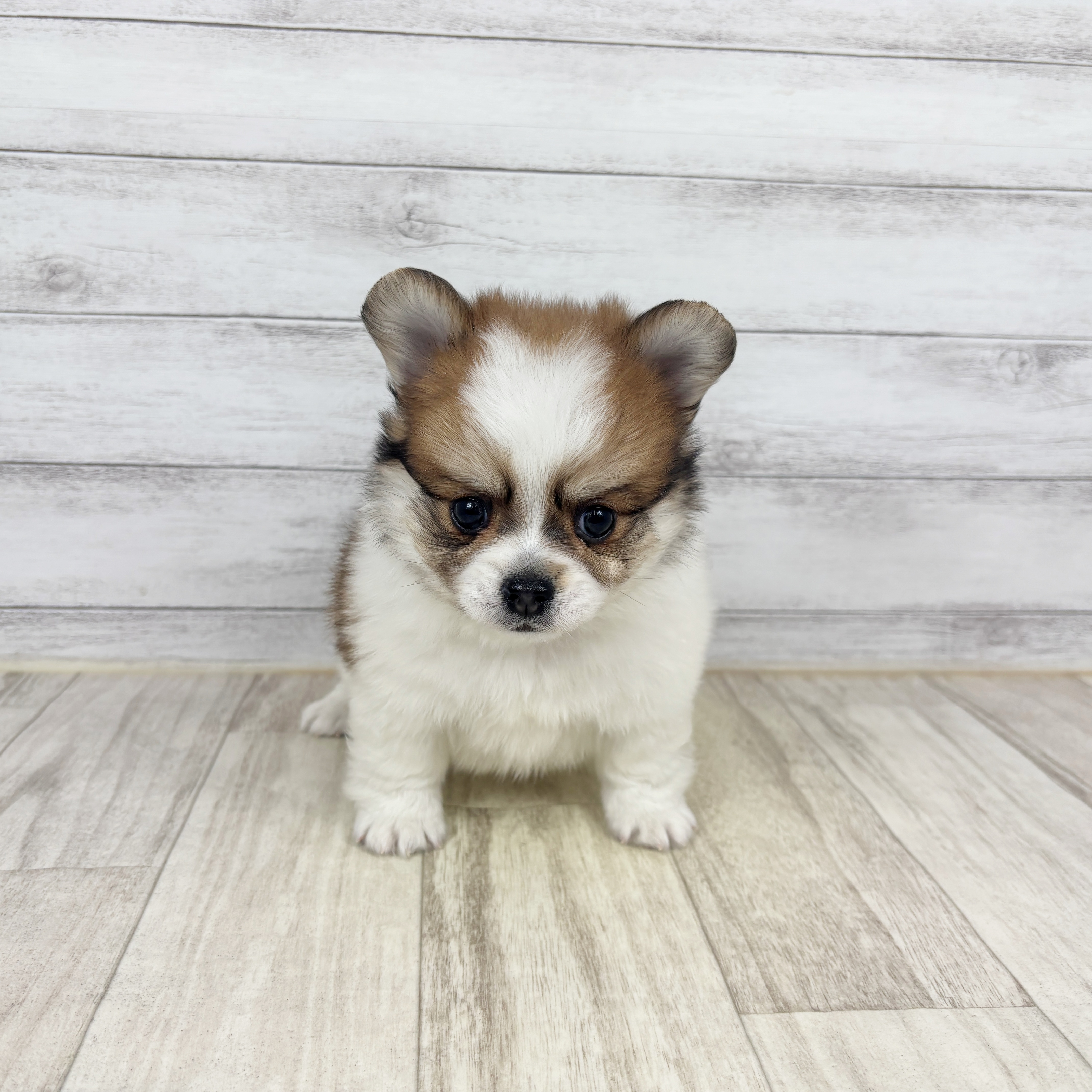 兵庫県のポメチワ/チワポメ/ポメチー(ポメラニアン×チワワ) (犬の家＆猫の里川西店/2025年12月27日生まれ/男の子/レッドホワイト)の子犬の3枚目の画像